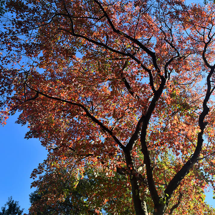Queens Botanical Garden 3